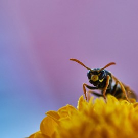 een wesp op een gele bloem met een paarse achtergrond
